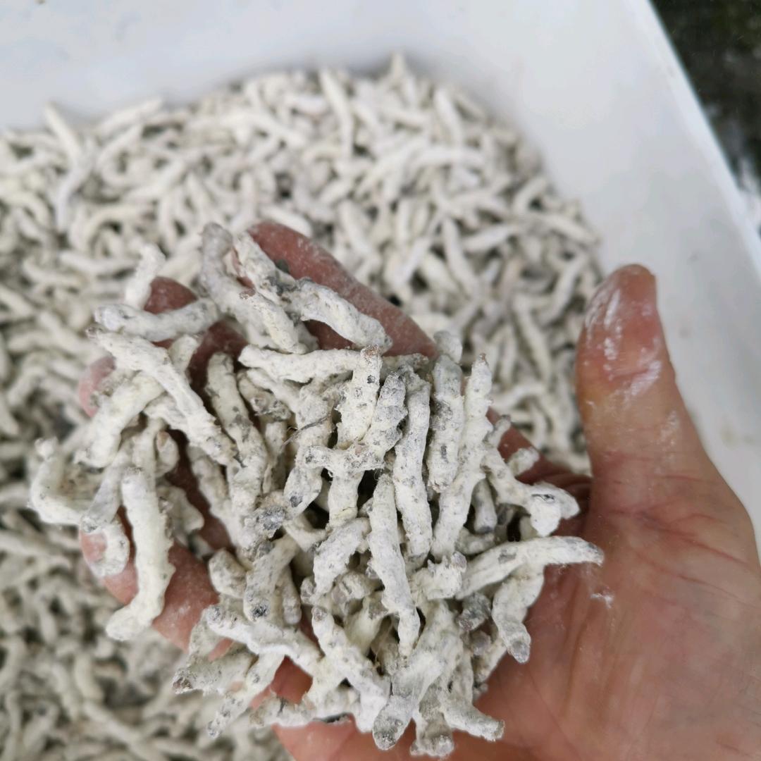 欧歌主营：僵蚕、骨碎补