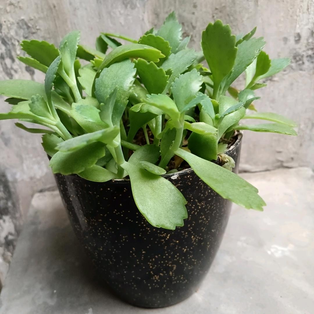 明朗人