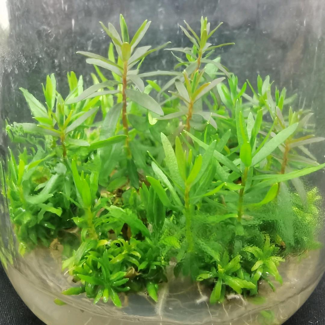 luckyplant