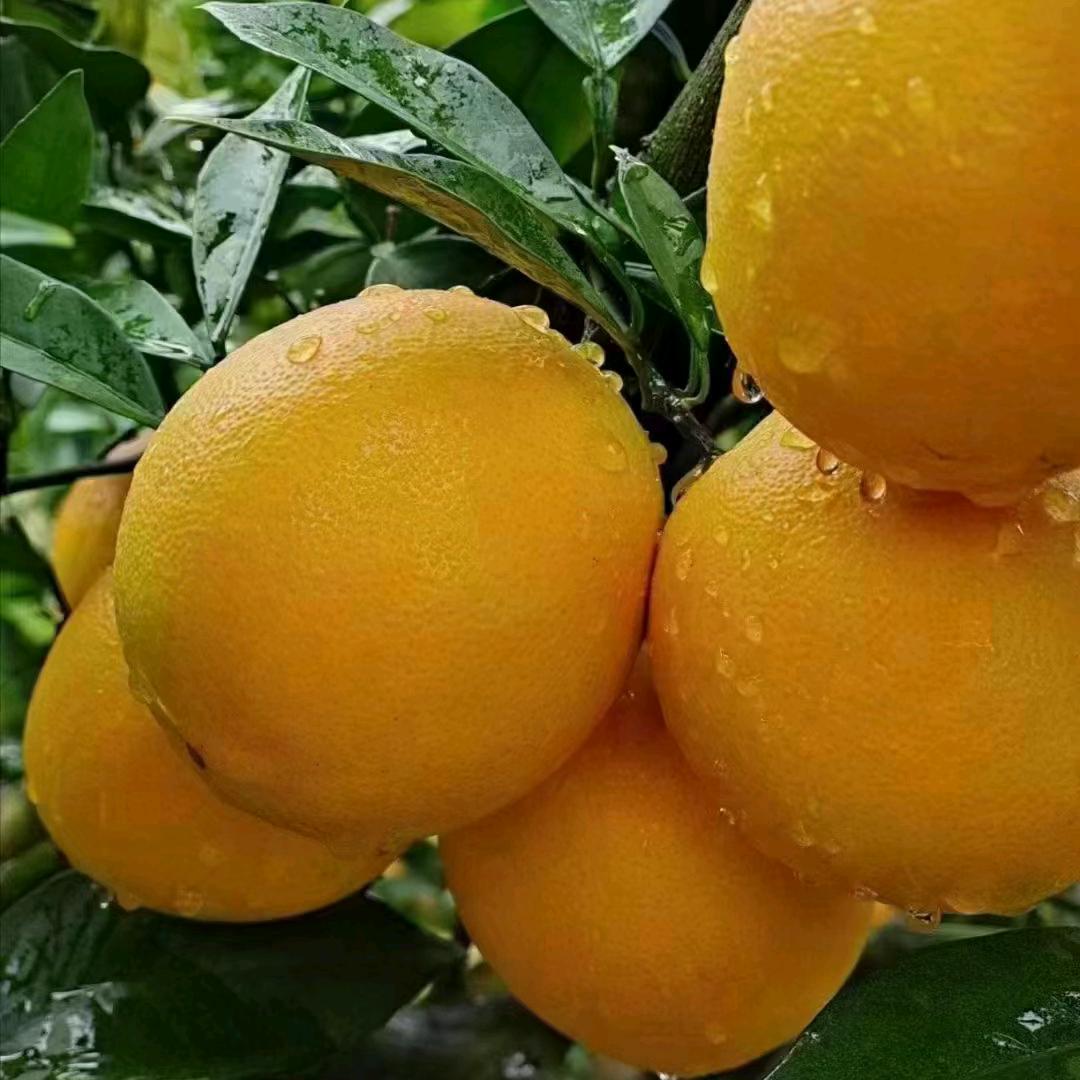 申其辉