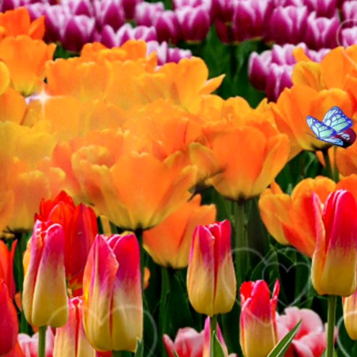 用户别在伤害我