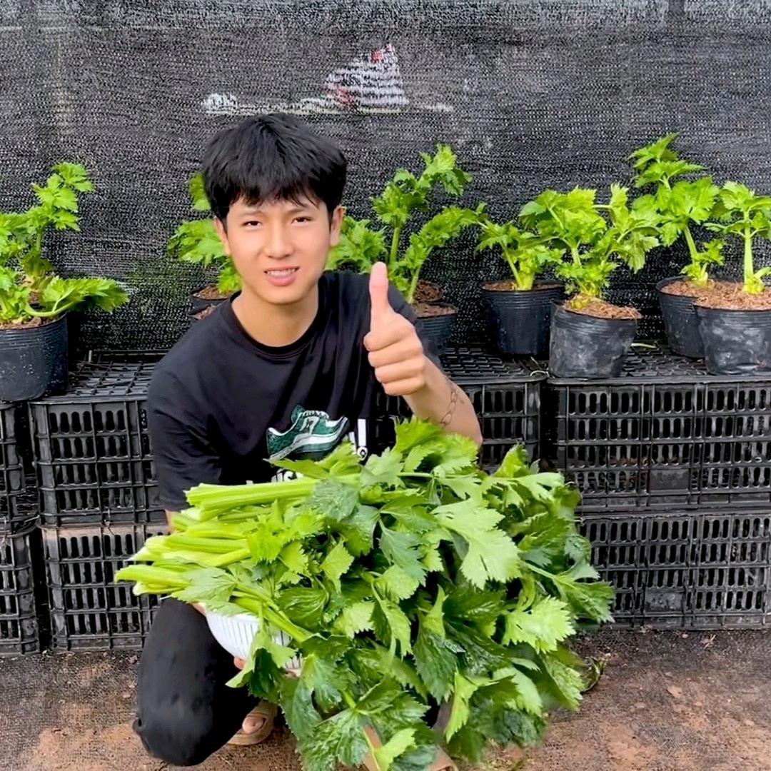 爱种菜的小黄