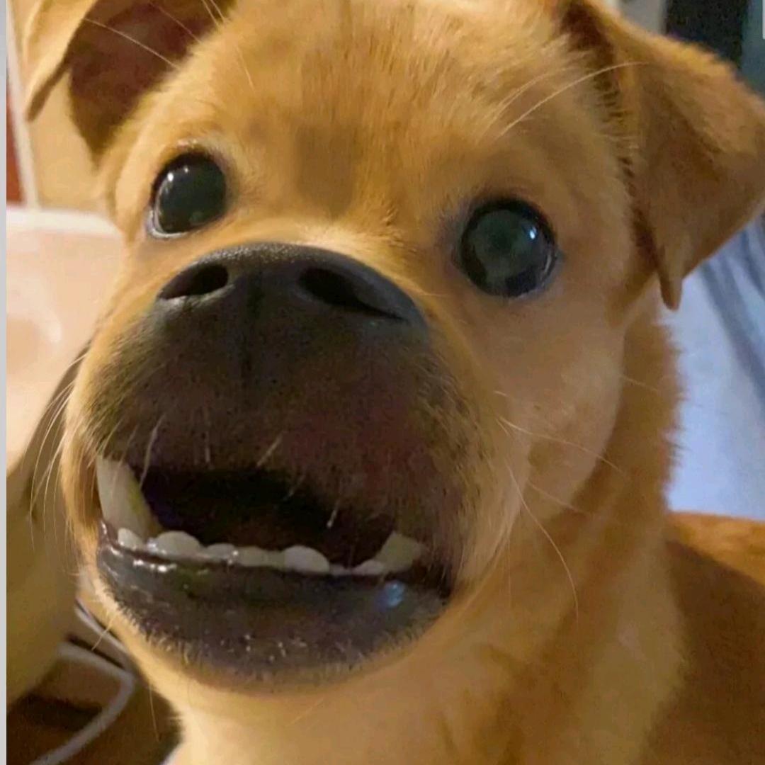 孟婆家的看门狗