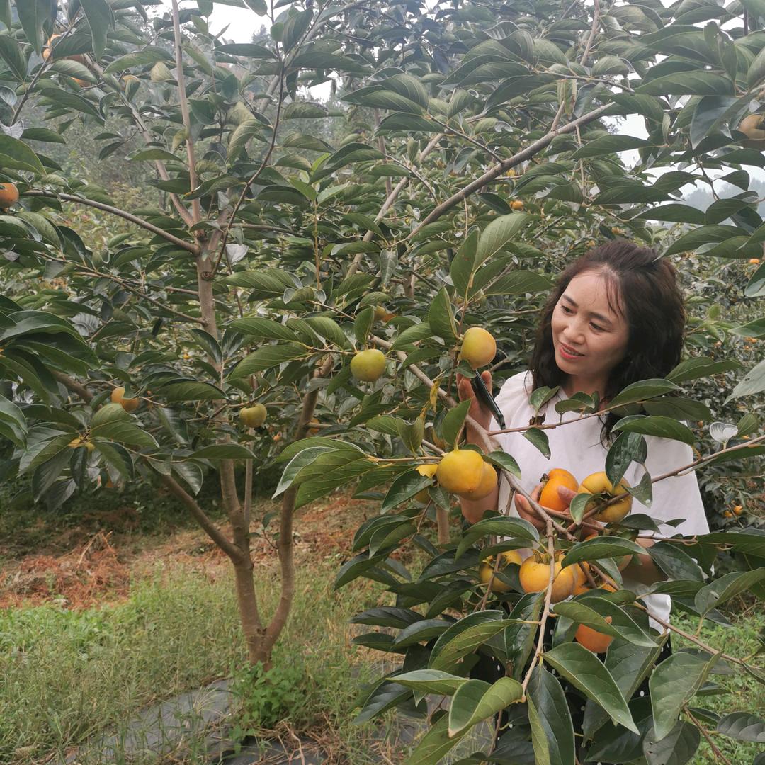 绮丽精品甜猕园