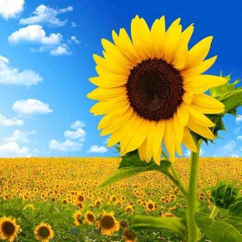 ☀金运余财