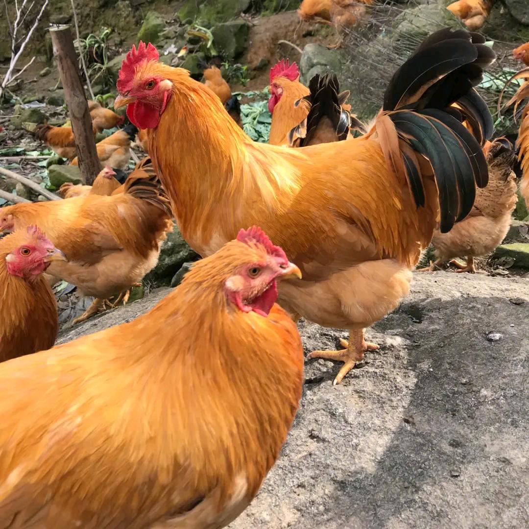 桃花源里的散养土鸡