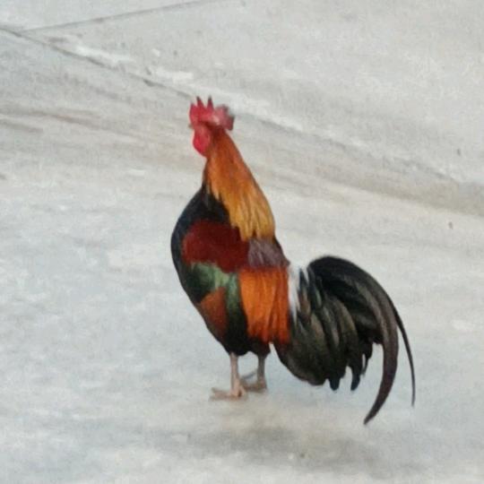 岩罗总