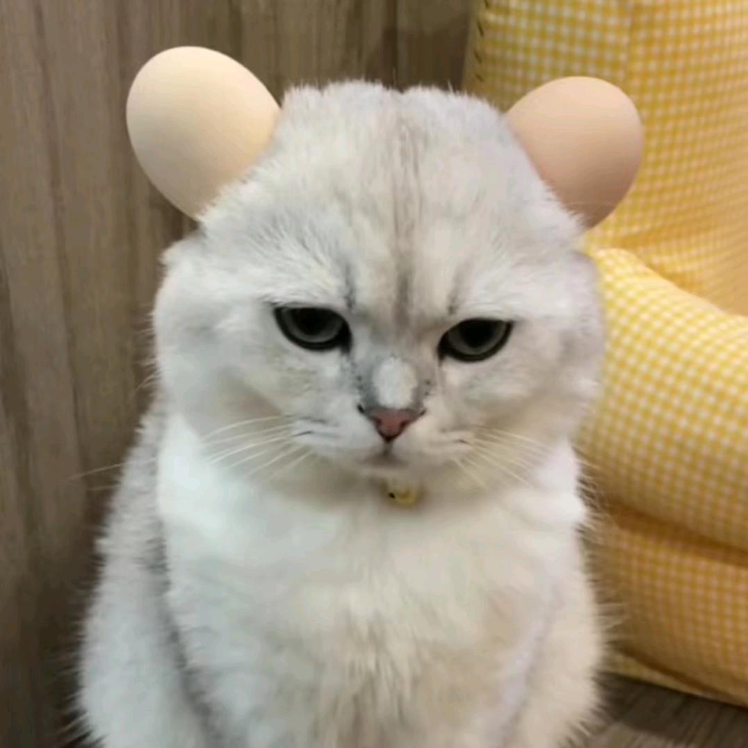 ff挽风