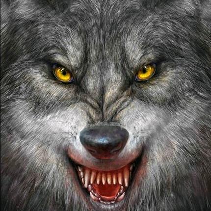 ☞狼的天性就是吃肉☜