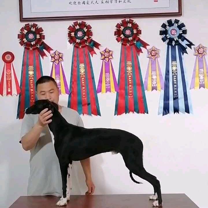棋豹和黑狮主人，冯晓坡