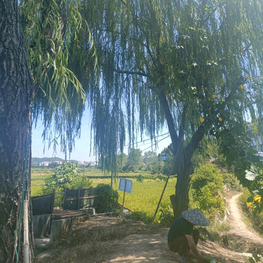 十一妹