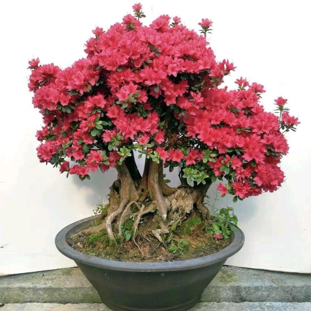 老桩园艺盆景