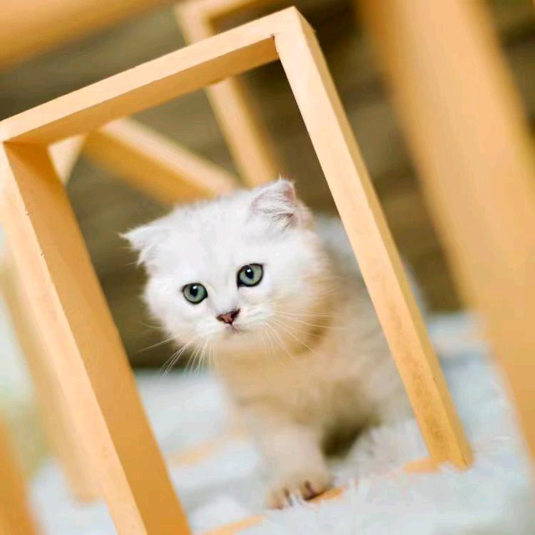 不一样的 成成😜