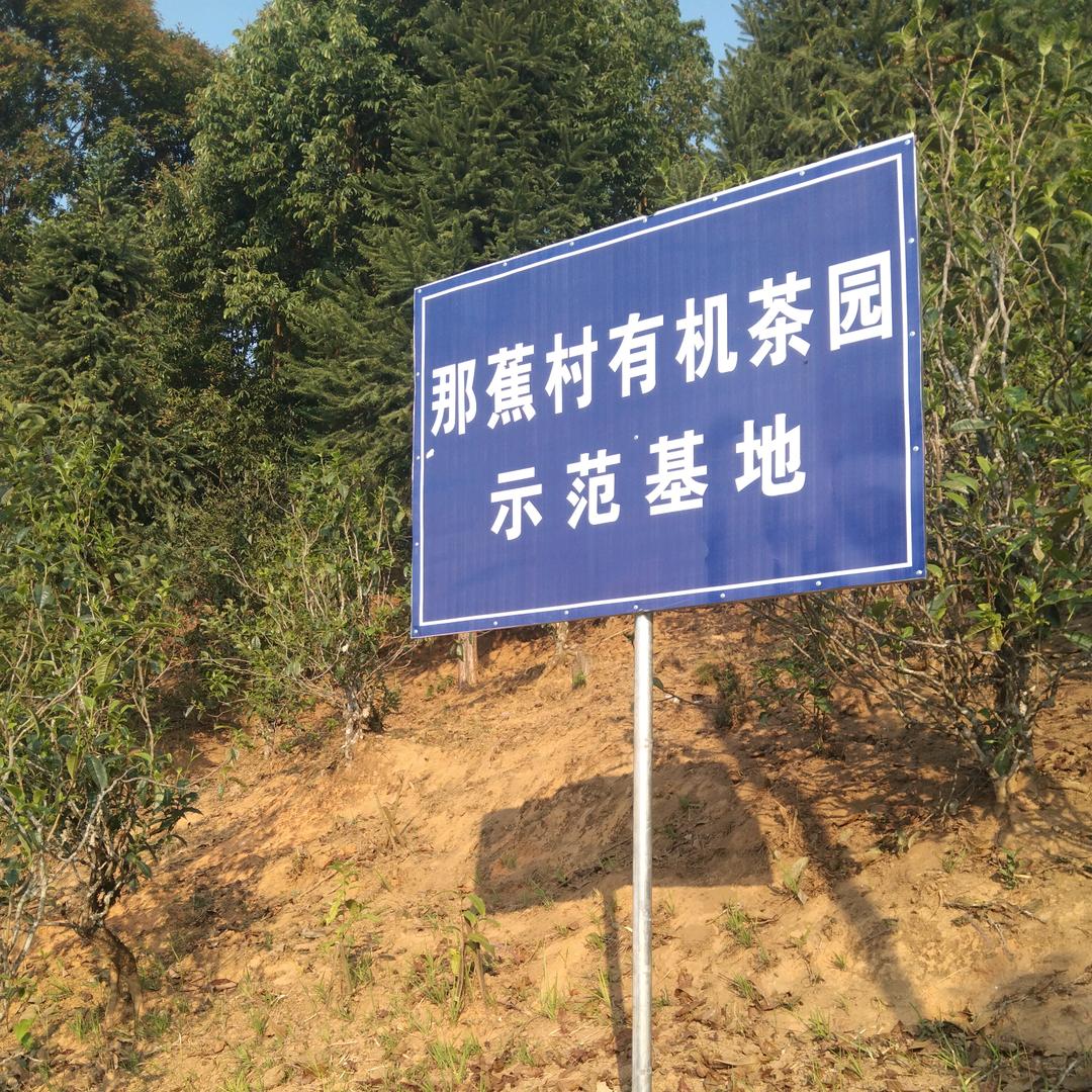 杨光菊