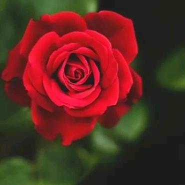 花朵红扫兴客