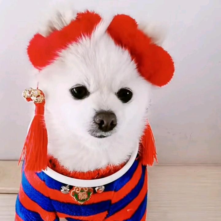 贝贝和小花