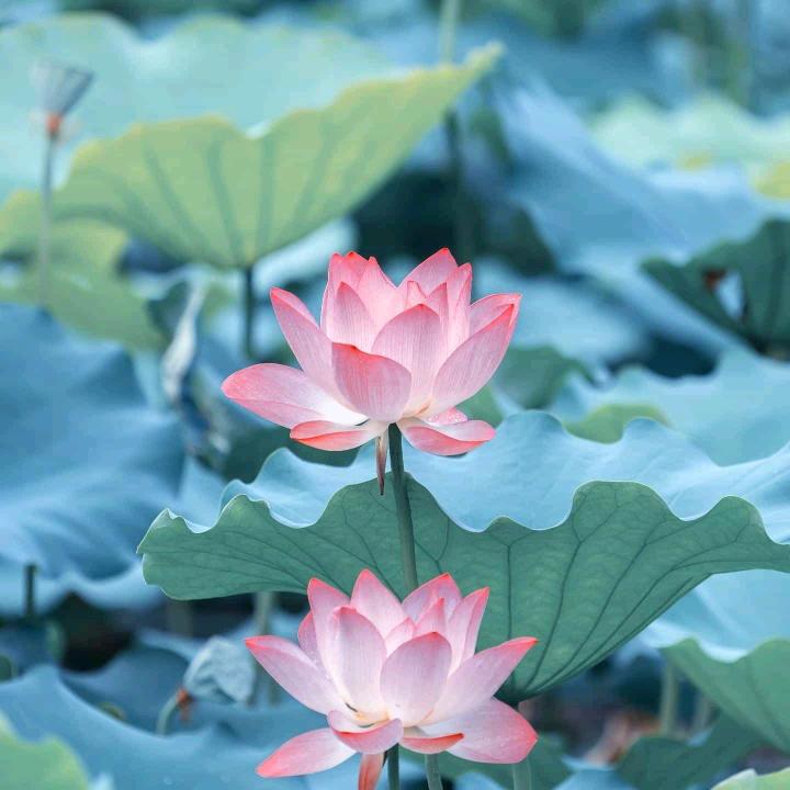 李xia