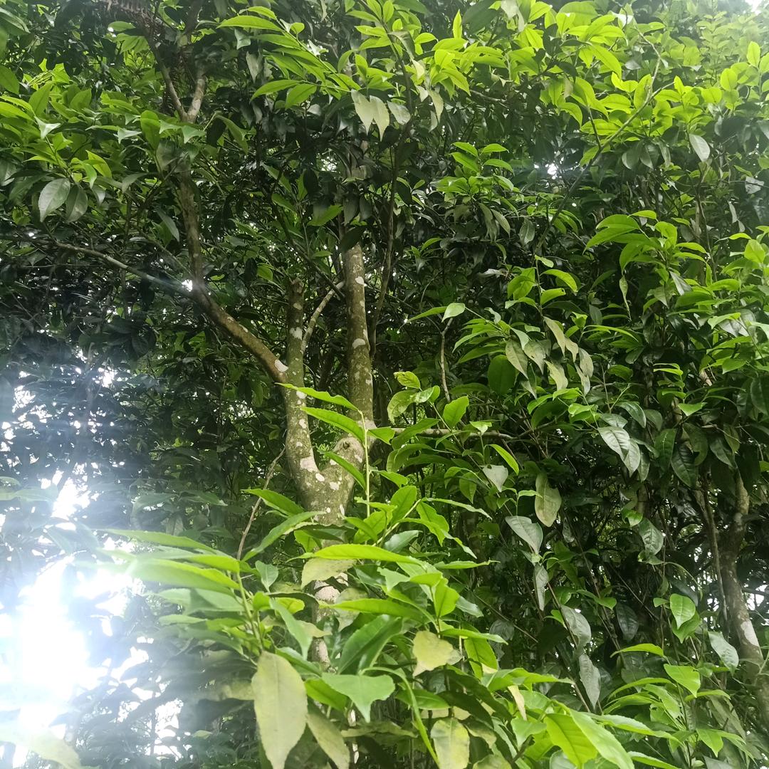 双凤古树,红茶,白茶,绿茶,