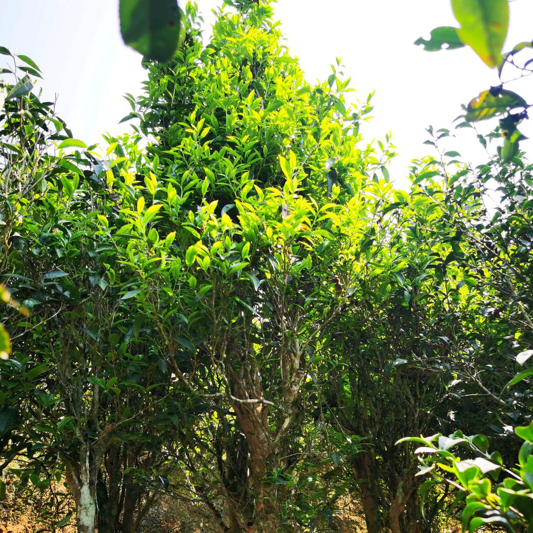 一个平凡的茶农