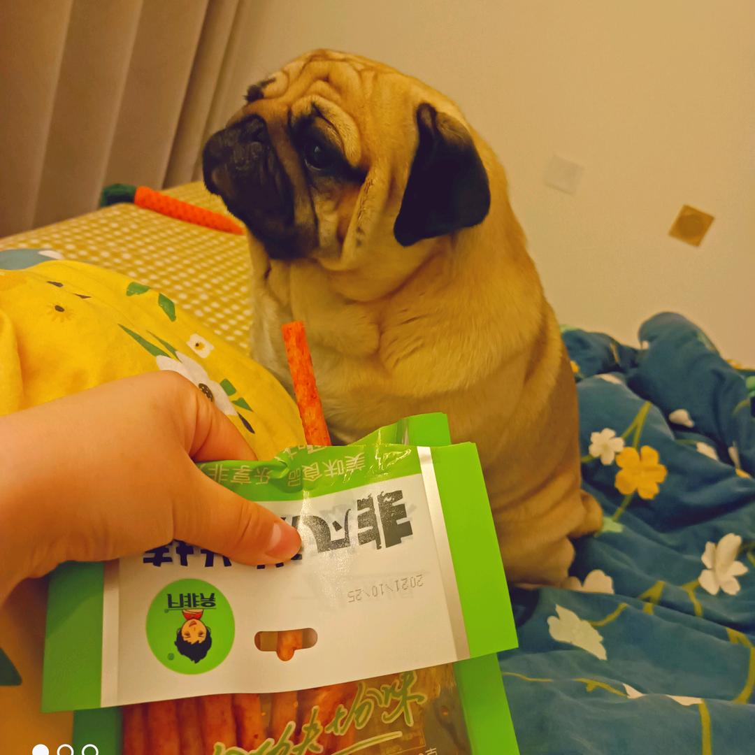 仙人掌喜欢小土豆