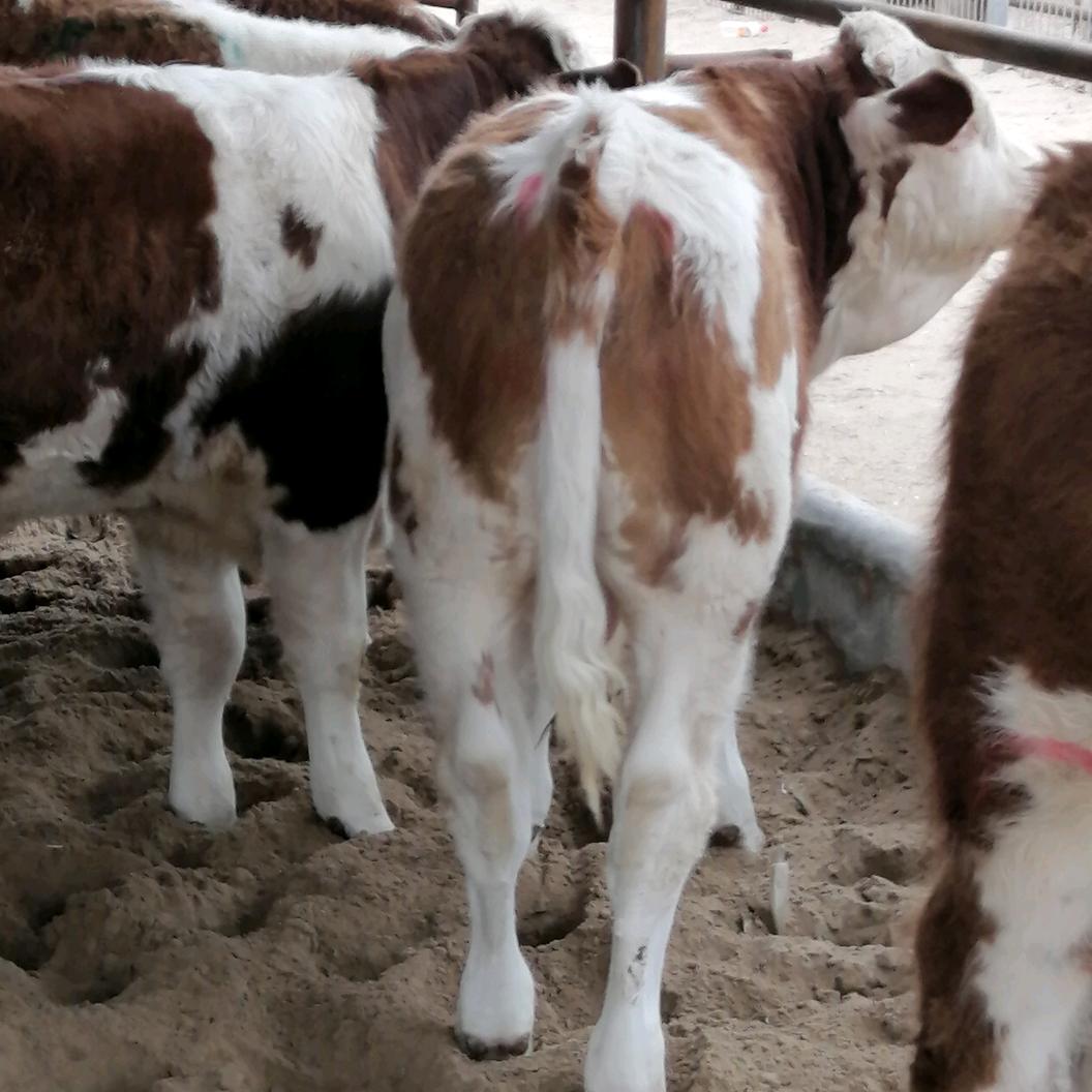 会中养殖场罗医师