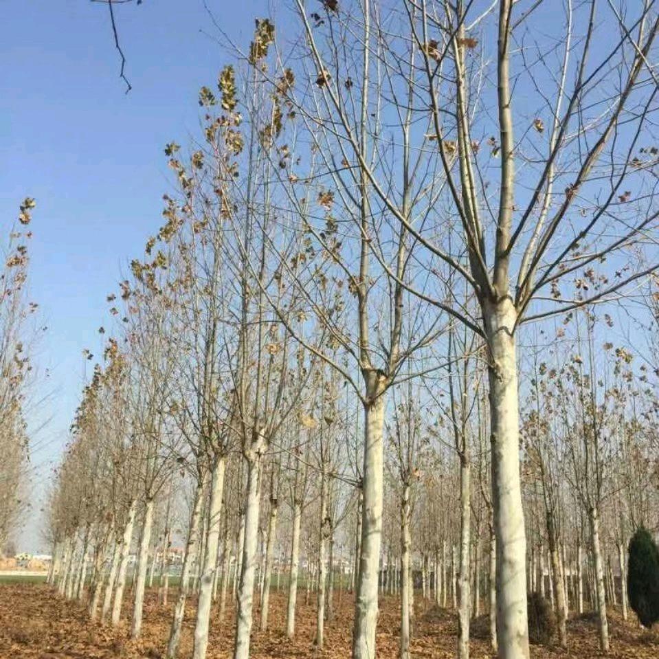 河南周口市西华县楸树，栾树基地