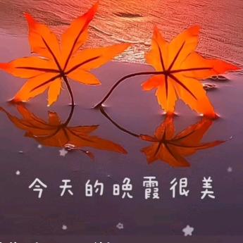 枫夜想你了