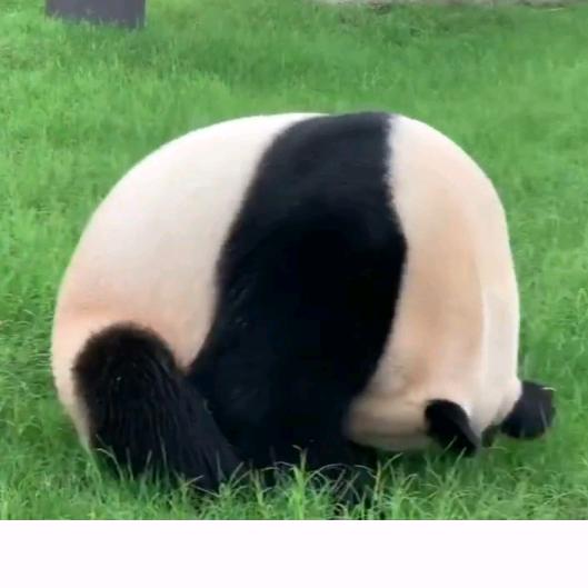 雪球