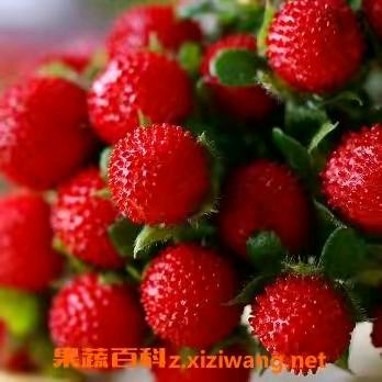 王老大《专供苗木》