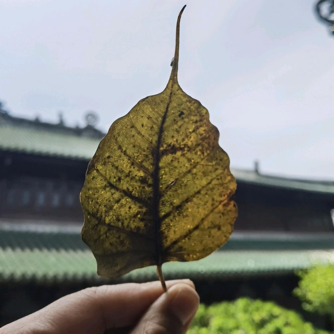 一叶春秋