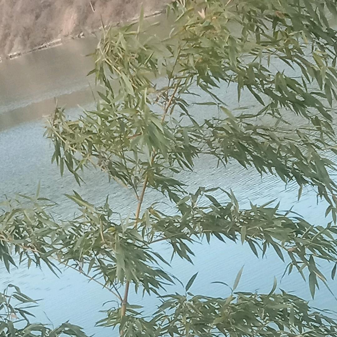 李荟荟