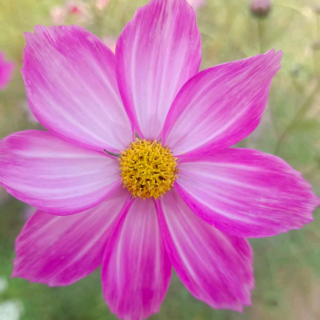 光芒⭐万【张】