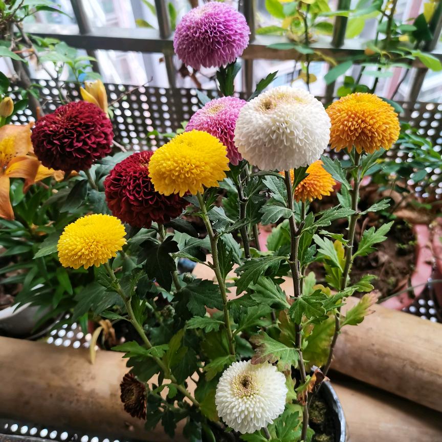 刘0️⃣0️⃣🏠（装修中）