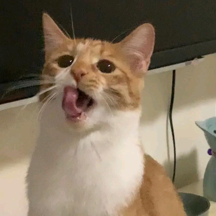又何必心动头像
