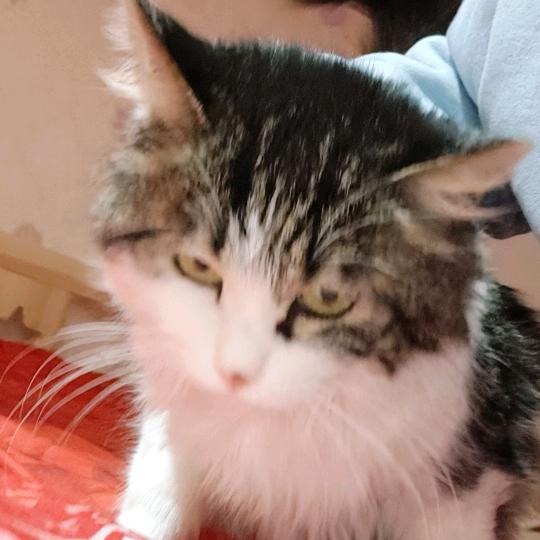 猫🐱头