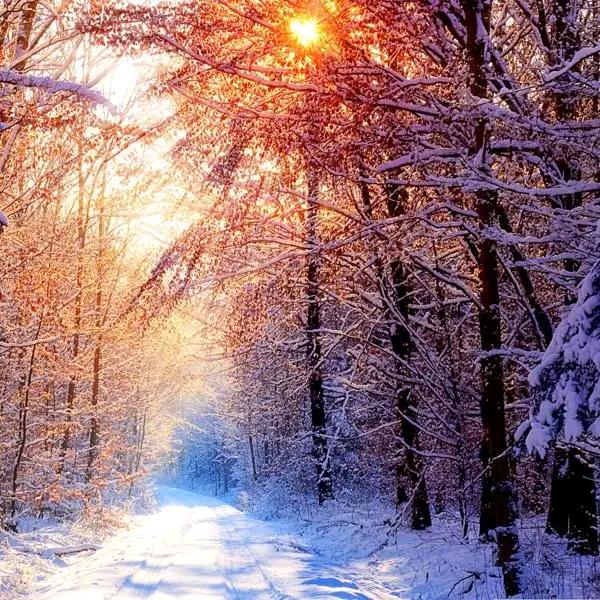 没有面的牛肉面