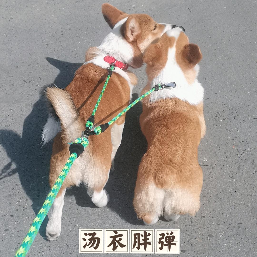 汤衣胖蛋