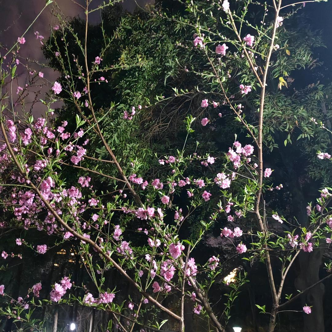 霞姐、