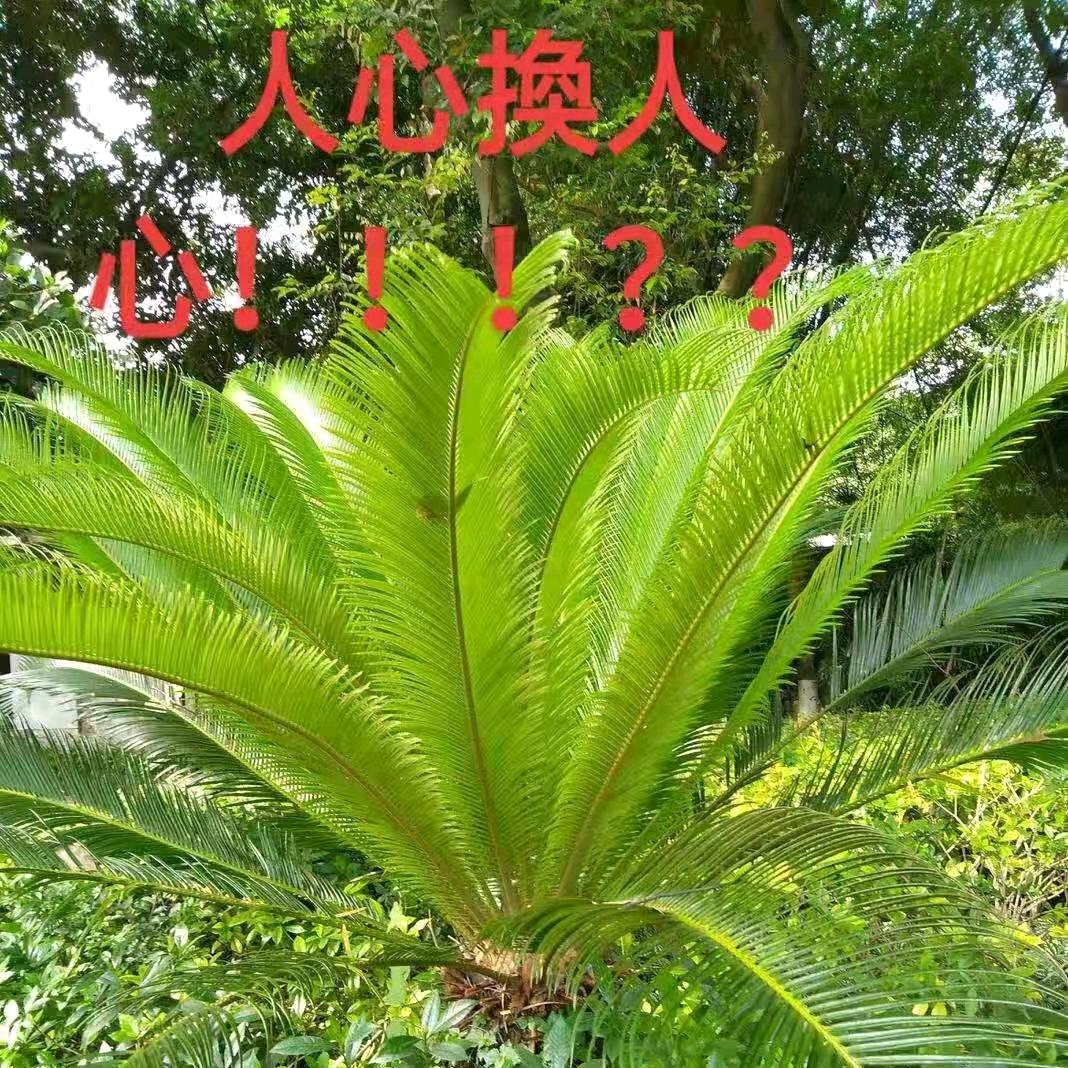 真诚自我