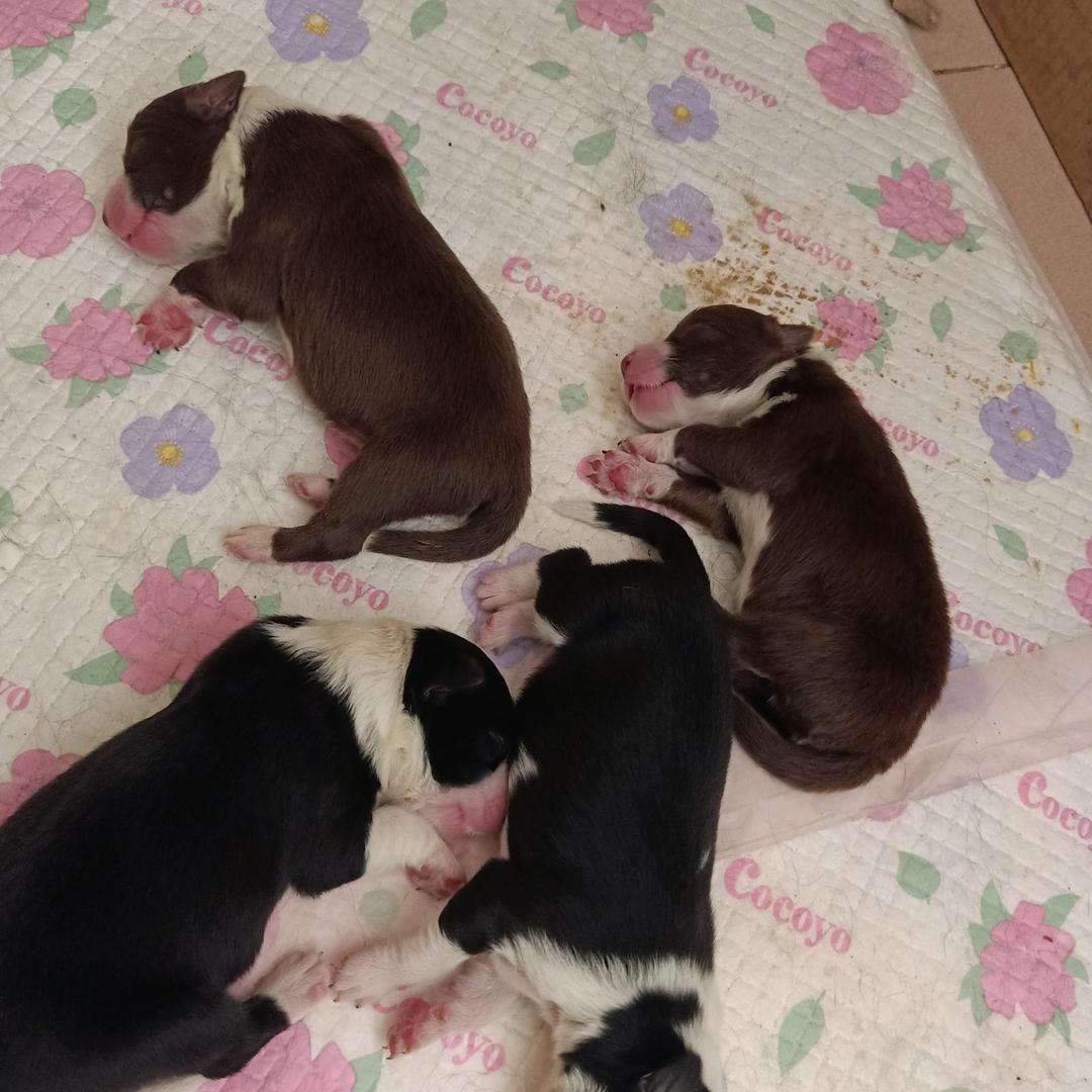 天天⭐