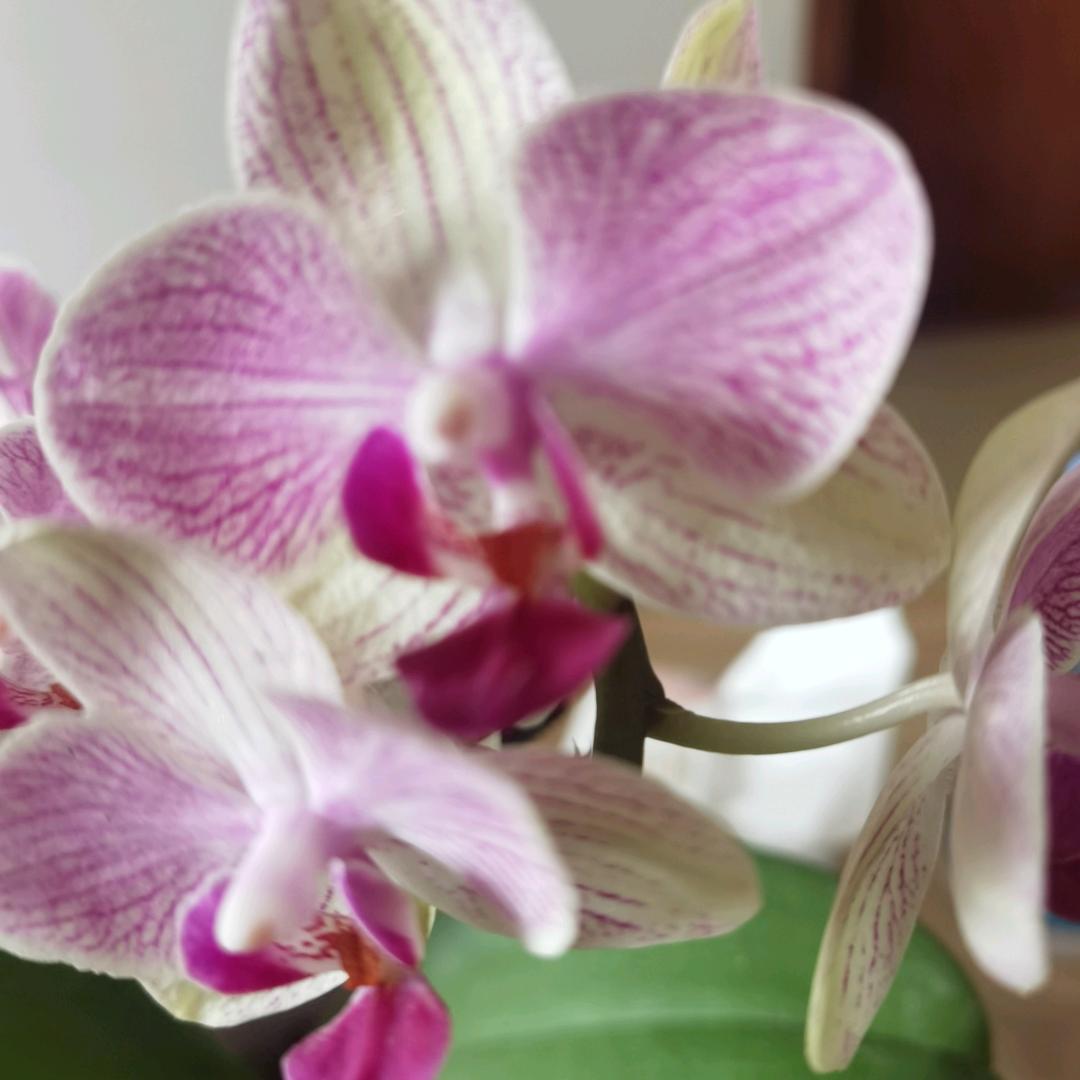 往事随风🌲🌲