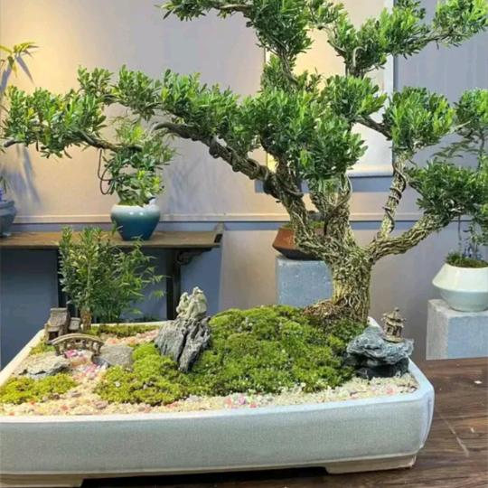 简单才好