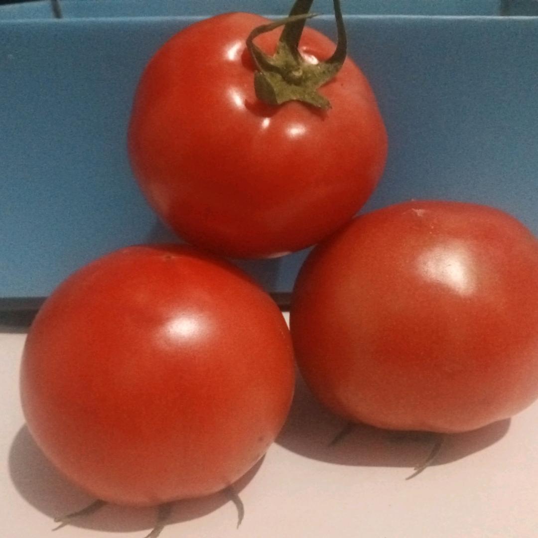 普罗旺斯番茄🍅