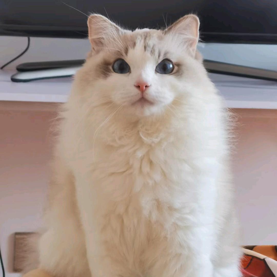 小屁屁宝（永劫无间）