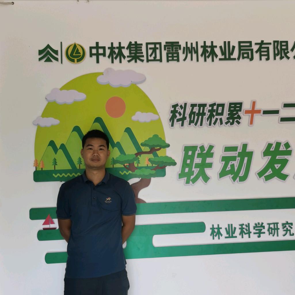 雷林桉树苗