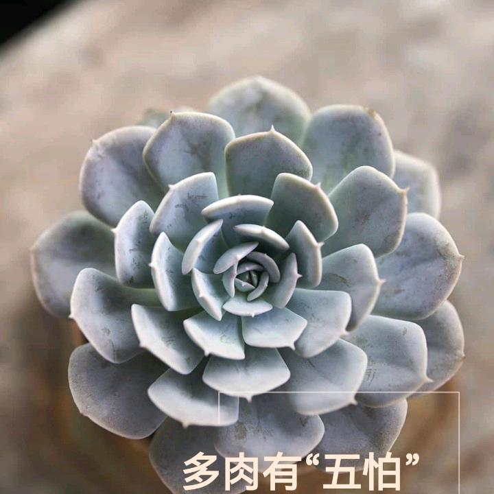 琴声