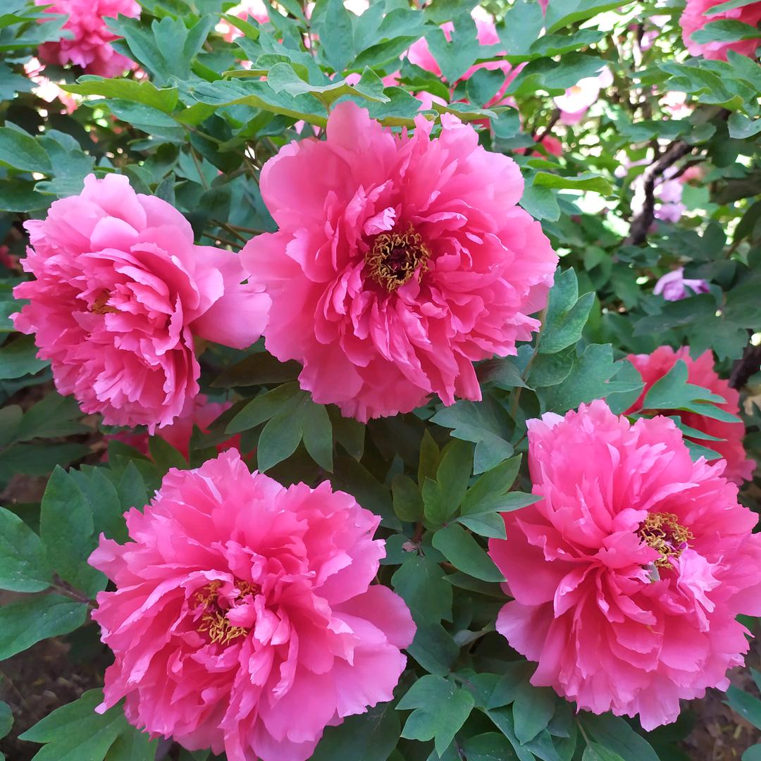 幸福人生(黄花)