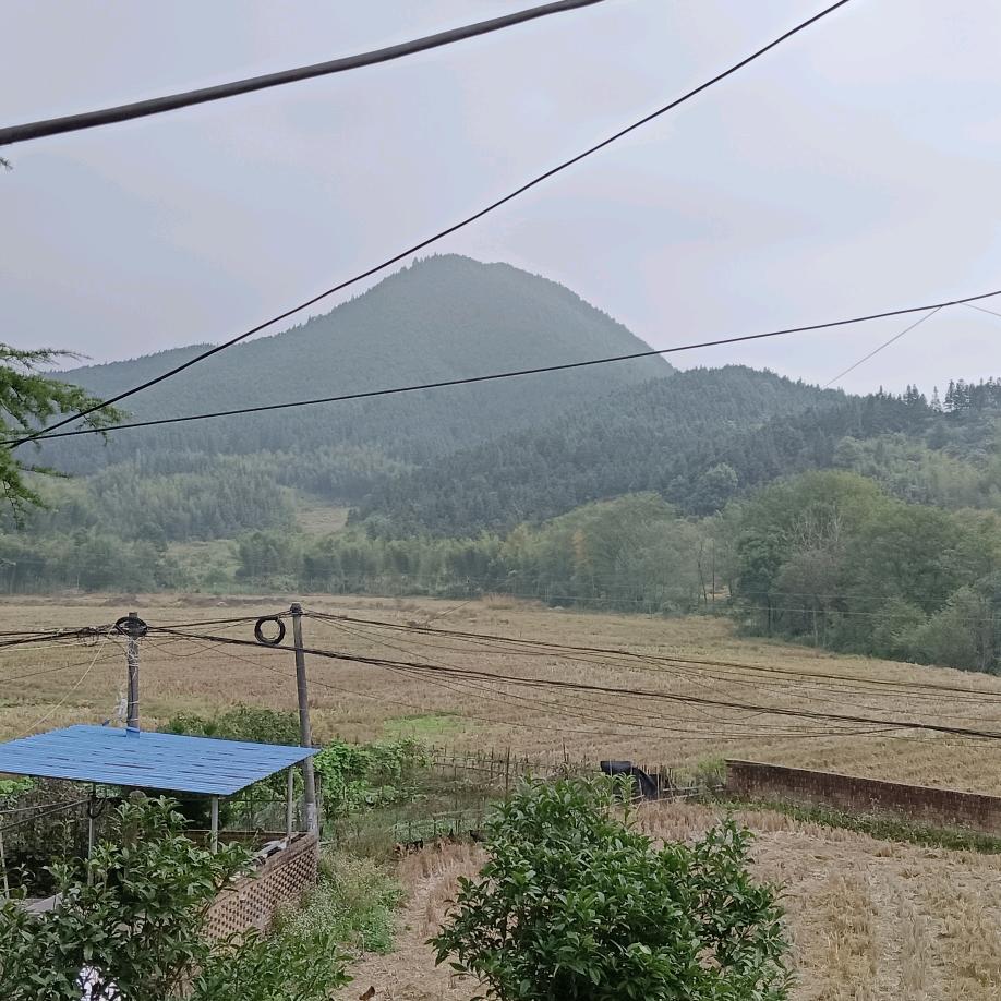 根新