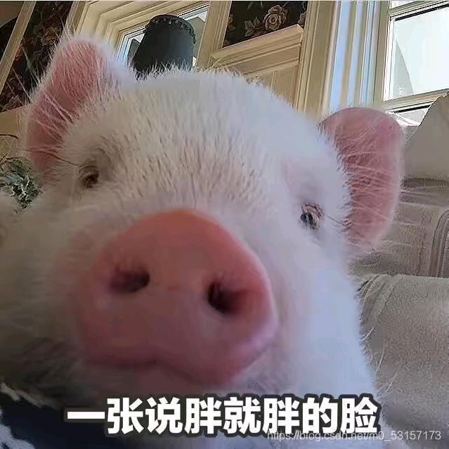 锦鲤鸭头像