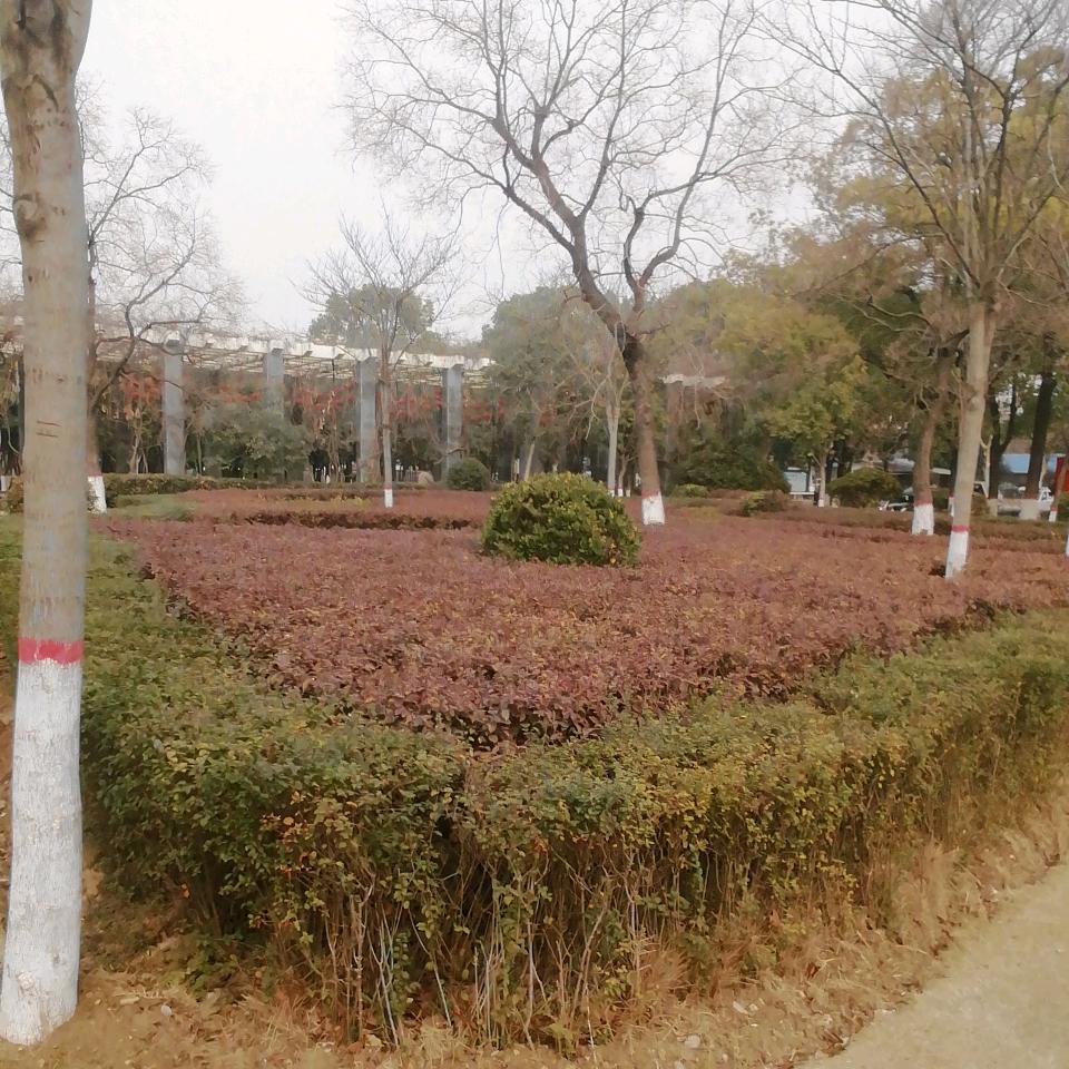 美丽的天使之翼